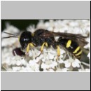 Ectemnius continuus - Grabwespe 12 9mm Teverener Heide.jpg